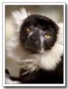 Black-_-White-Lemur.jpg