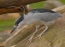 BlackCrownedNightHeronNycticoraxNycticorax2.jpg