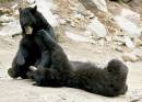 Black_Bears_at_Play.jpg