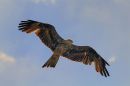 Black_Kite.jpg