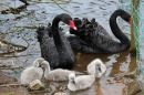 Black_Swan_family.jpg