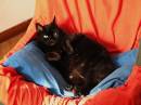 Black_cat.jpg