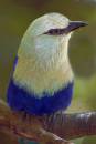 Blue-and-white-bird.jpg