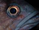 BlueRockfishSebastesmystinus.jpg