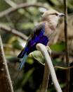 Blue_Bellied_Roller.jpg