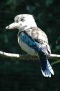 Blue_Winged_Kookaburra_001.jpg