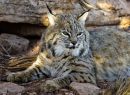Bob-Cat-8895a_web.jpg