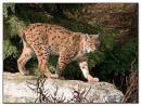 Bobcat.jpg