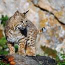 Bobcat_D700_8817_8x8_a.jpg