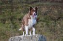 Border_Collie_.jpg