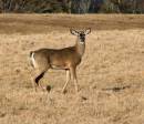 Brudenell_Buffalo_Land_Prov_Parks_White-tailed_Deer_2.jpg