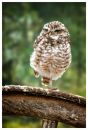 Burrowing-OwlFacebook-Resizeweb.jpg