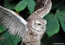 Burrowing_Owl_.jpg