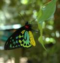 Butterfly_007.jpg