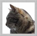 CAT_4.jpg