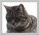 CAT_5.jpg