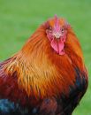 COCKRILL_18.jpg