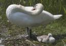 CRW_6806_Swan_cygnet.jpg