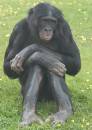 CRW_7405_Depressed_monkey.jpg