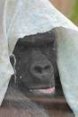 CRW_7423_Gorilla.jpg