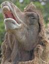 CRW_7444_Camel.jpg