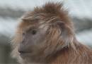 CRW_7468_Monkey.jpg