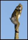 CZ170207_Macaque7.jpg