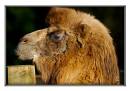 Camel.jpg