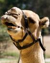 Camel1.jpg