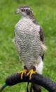 Captive_Bred_Goshawk.jpg