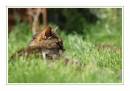 Cat_in_the_Grass.JPG