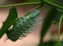 Caterpillar_1295.jpg