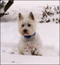 Charlie_Collecting_Snowballs.jpg