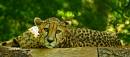 Cheetah1.jpg