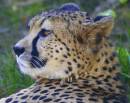 Cheetah2.jpg