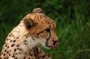 Cheetah_11.JPG