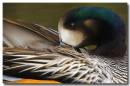 Chiloe_Wigeon.jpg
