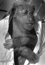 ChimpMatriarchFeltChilled.jpg