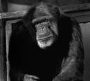 Chimpmediumshotblackandwhite.jpg