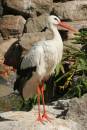Ciconia_ciconia.jpg