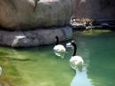 Cisne.jpg