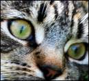 Close_Up_Cat.jpg