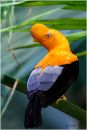 Cock-of-the-rock.jpg
