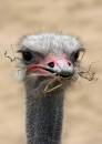 Colchester-Zoo-16_7.jpg