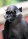 Colchester-Zoo-16_7_08_0793.jpg