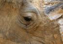 Colchester-Zoo-16_7_08_1175.jpg