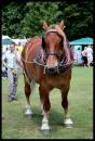 ColchesterFestival_2010_002.jpg