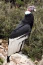 Condor.jpg