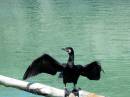 Cormoran.jpg