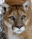 Cougar-9087_8x10_web.jpg